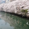 春に舞う