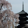 東寺の桜①