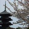 東寺の桜②