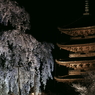 東寺の桜③