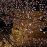 東寺の桜④