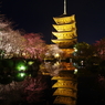 東寺の桜⑤