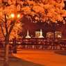 桜-ポートランド2013-03