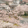 満開の街