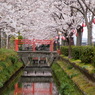 赤い橋の桜