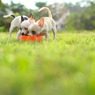 IMG-7580