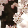 sakura　-　DSC07405
