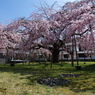 醍醐寺　大しだれ桜