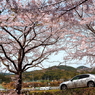 愛車と春を感じに…