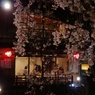 祇園白川の夜桜