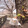 千里川の桜