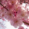 千里川の枝垂れ桜