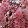 千里川の枝垂れ桜