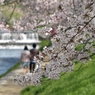 京都 賀茂川 桜