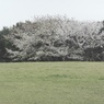 辻堂海浜公園の桜
