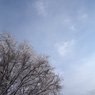 冬の空
