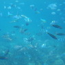 目の前は魚だらけ