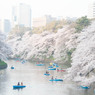 千鳥ヶ淵遠景