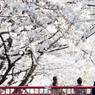 桜坂
