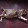 寝そべるネコ３