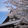 安倍文殊院の桜