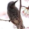 上飯田｜ヒヨドリと桜