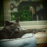 20090824ぐり7