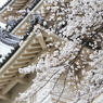 桜とお城