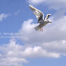 kamome_2013