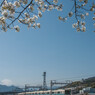 沿線の桜
