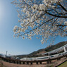 ロマンスカーと桜