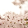揺れる桜