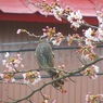 桜と戯れるヒヨドリ　山梨県