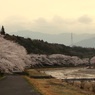 桜並木＊