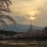 夕桜