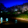 夜桜