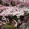 ～　SAKURA　～　5　答えで～す。