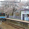 桜満開の駅