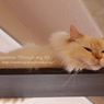 attheNekocafe_3