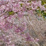 鶴舞公園の枝垂れ桜