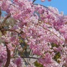 咲き誇る枝垂れ桜　名古屋