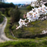 桜04