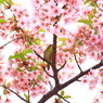小さな