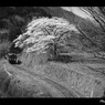春をゆく