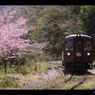 わたらせの春