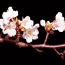 夜桜