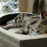 見てる猫寝てる猫