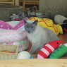 寄り目な猫