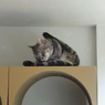 猫+忍者=Nyanja