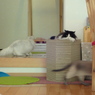 見つめる猫